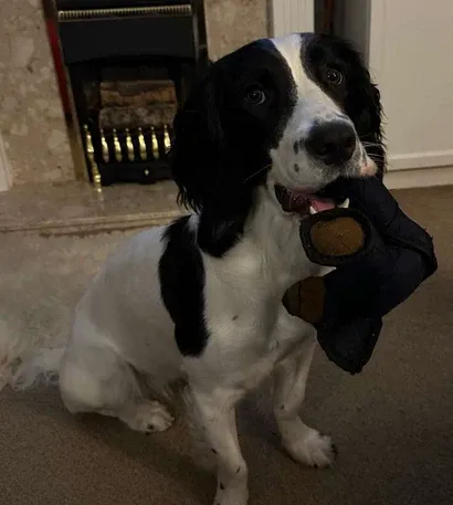 2025 New Unbreak-Bear⢠For Heavy Chewers