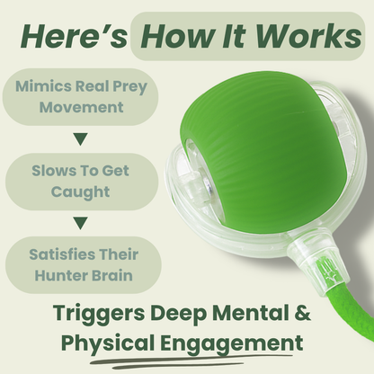 Magic Ball with Lights - Rechargeable, cat's favorite toy!